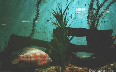 Aquarium Design - 20 de exemple foto