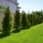 Thuja de-a lungul gardului