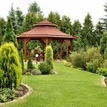 Arborează printre conifere