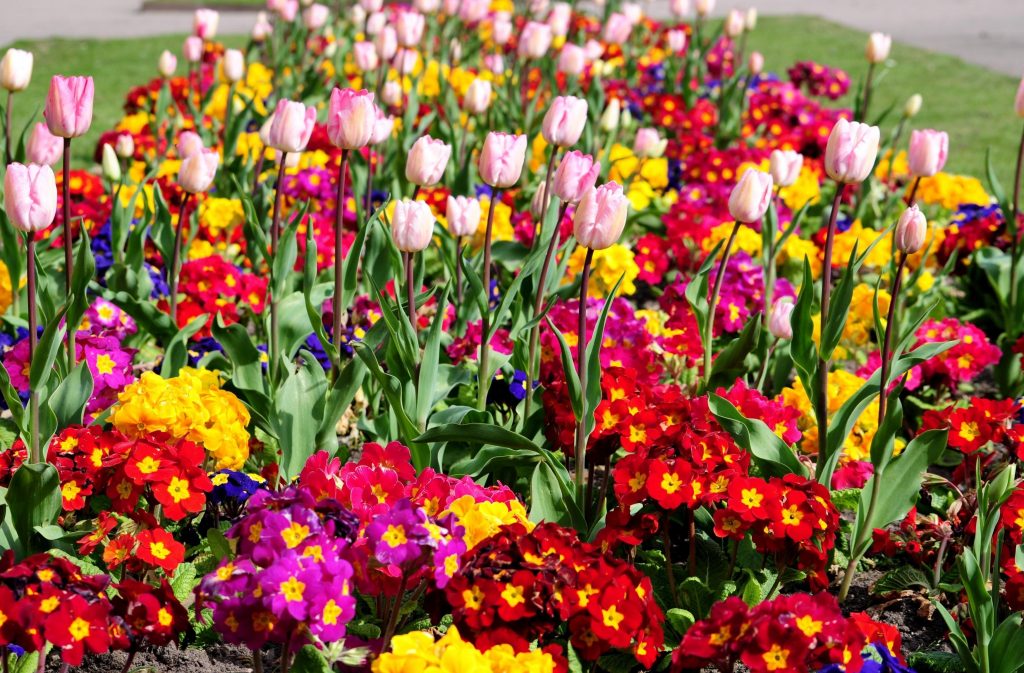 الزهور المعمرة في flowerbed