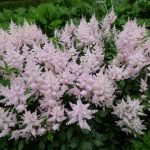 Pink astilbe