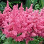 Pink astilbe