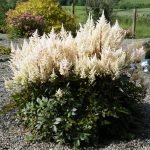 Alb Astilbe