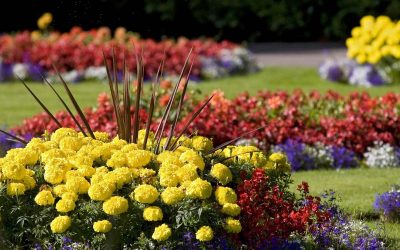 Lista florilor perene pentru o casă de vară și o grădină