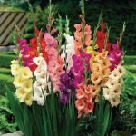 Gladioli في الحديقة