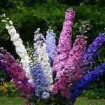 Delphinium multicolor