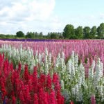 Delphiniums na hřišti