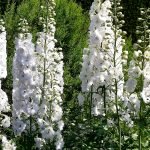 White Delphiniums