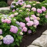 Hydrangea