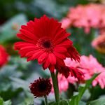 gerbera