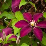 Clematis