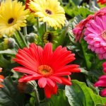 gerbera