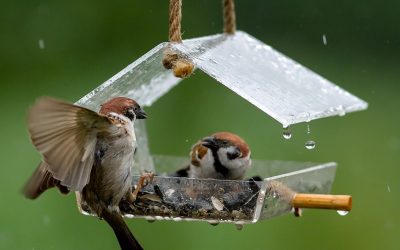 Alimentatoare de păsări DIY