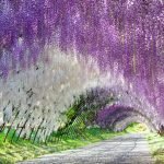 Wisteria Canopy