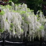 Wisteria albă