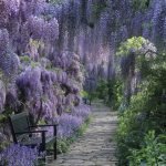 Wisteria în parc