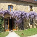 Keř Wisteria