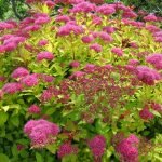 Spirea roz