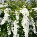 Spirea Shrub