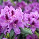 Rododendron înflorit