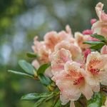 Rododendronul de piersici