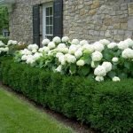 Hydrangea Hedge