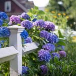 Hortensia de-a lungul gardului