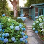 Hydrangea Mixborder