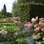 Hortensia Hedge