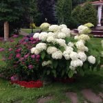 Hydrangea garden: výsadba a starostlivosť o kvetiny