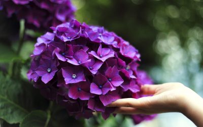 Hydrangea garden: výsadba a starostlivosť o kvetiny