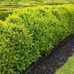 Euonymus في الحديقة