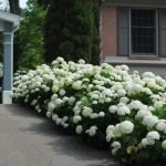 hortensie lângă casă