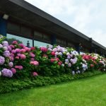 Hortensie multicoloră