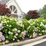 Hydrangea plot