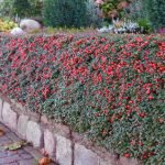 Bobule Cotoneaster