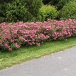 Spirea roz