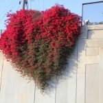 Bougainvillea pe gard