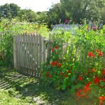 Nasturtium živý plot