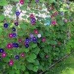 Ipomoea السور bindweed