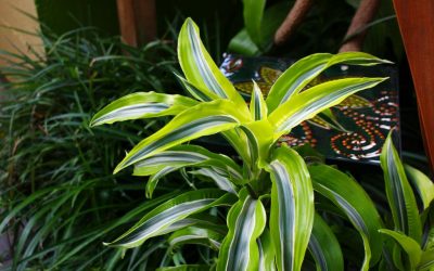 الرعاية المناسبة لل dracaena في المنزل