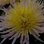 Chrysanthemum záhrada