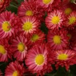 Chrysanthemum záhrada