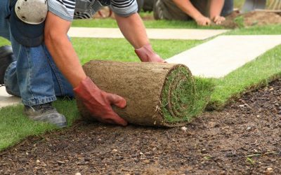 Jak zasadit trávník: správná instrukce