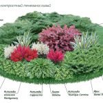 Schema paturilor de flori ale plantelor din umbră