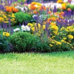 النباتات المعمرة في flowerbed