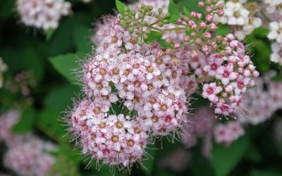 Spirea: výsadba a starostlivosť