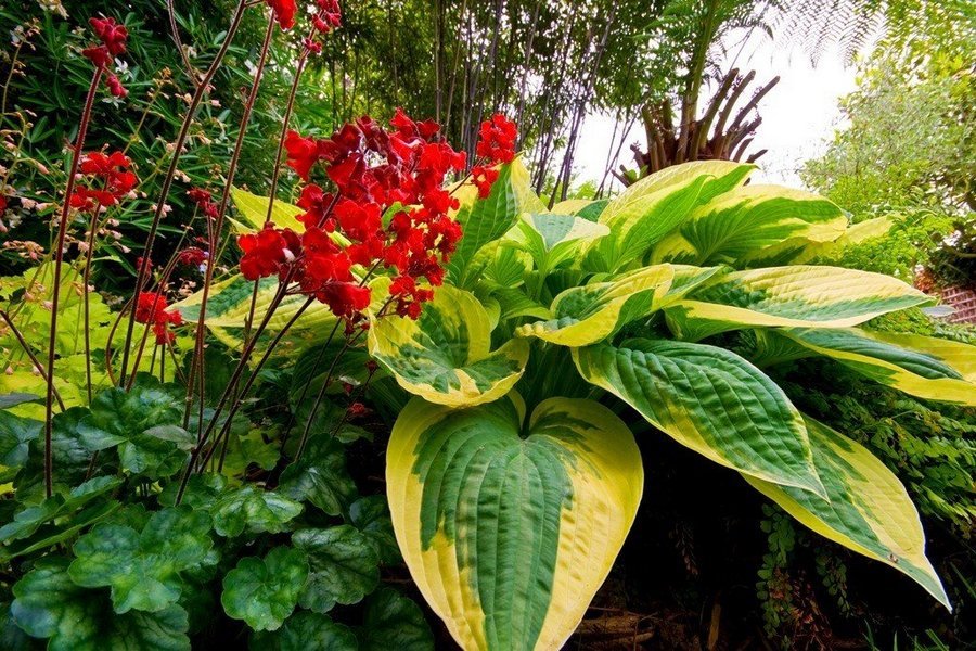 Fleurs vivaces tolérantes à l'ombre pour le jardin fleurissant tout l'été