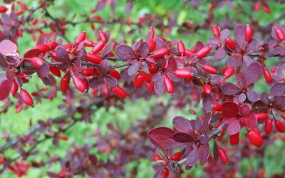 Barberry: plantare și îngrijire