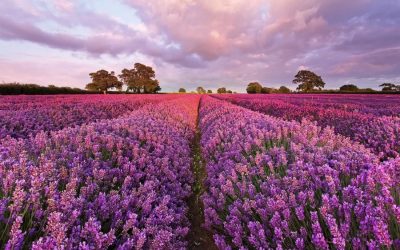 Lavanda: plantarea și îngrijirea în pământ deschis și ghivece